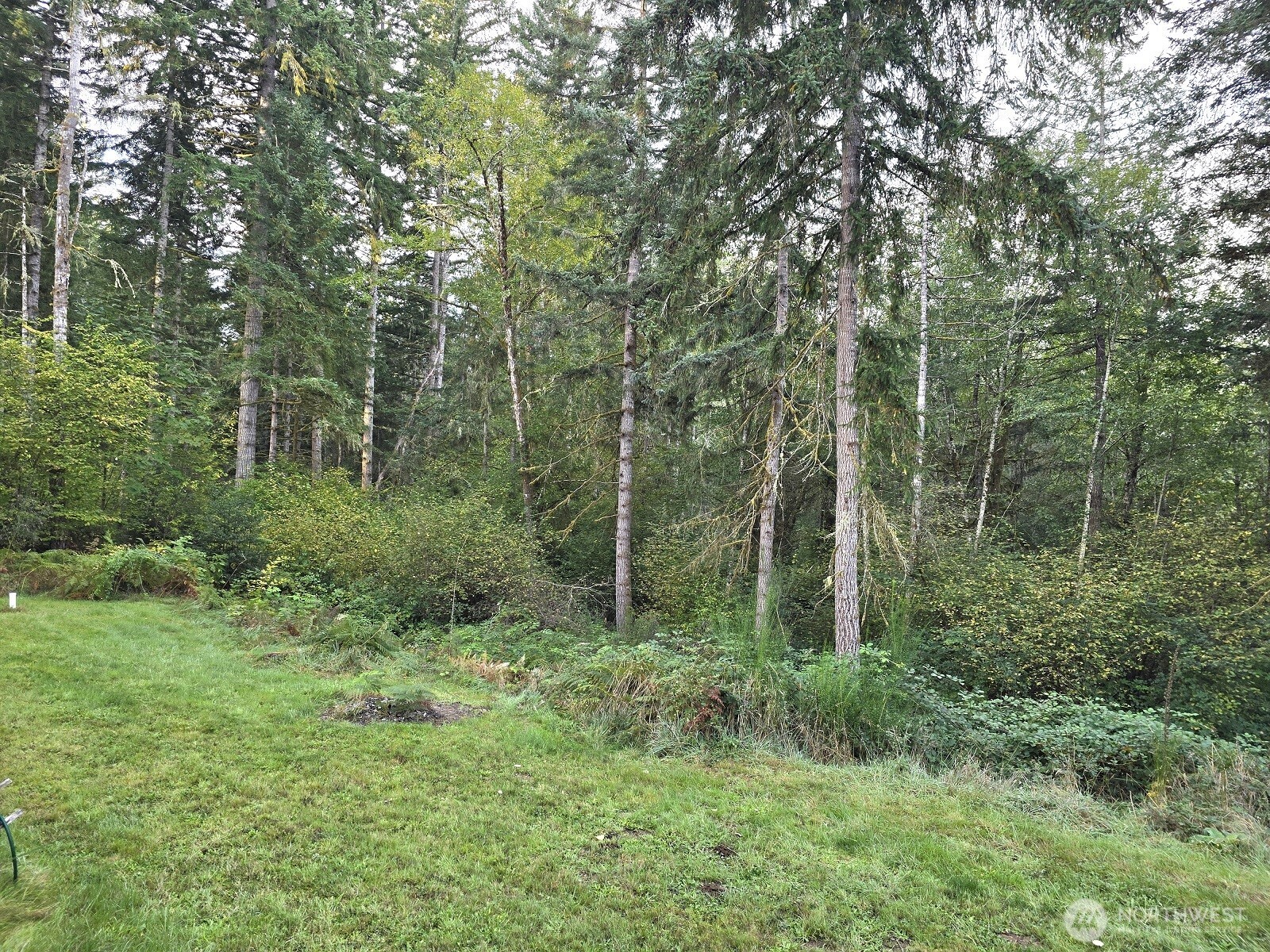 310 East Rauschert Road Grapeview, WA 98546 - Photo 11 of 11 a view of a lush green forest