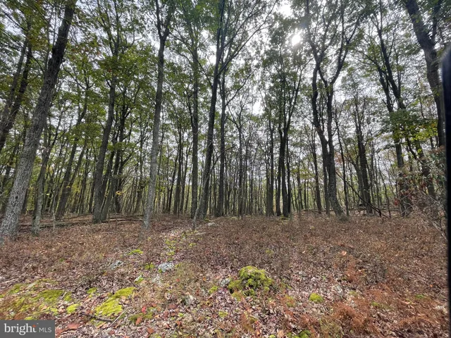 a view of backyard with green space