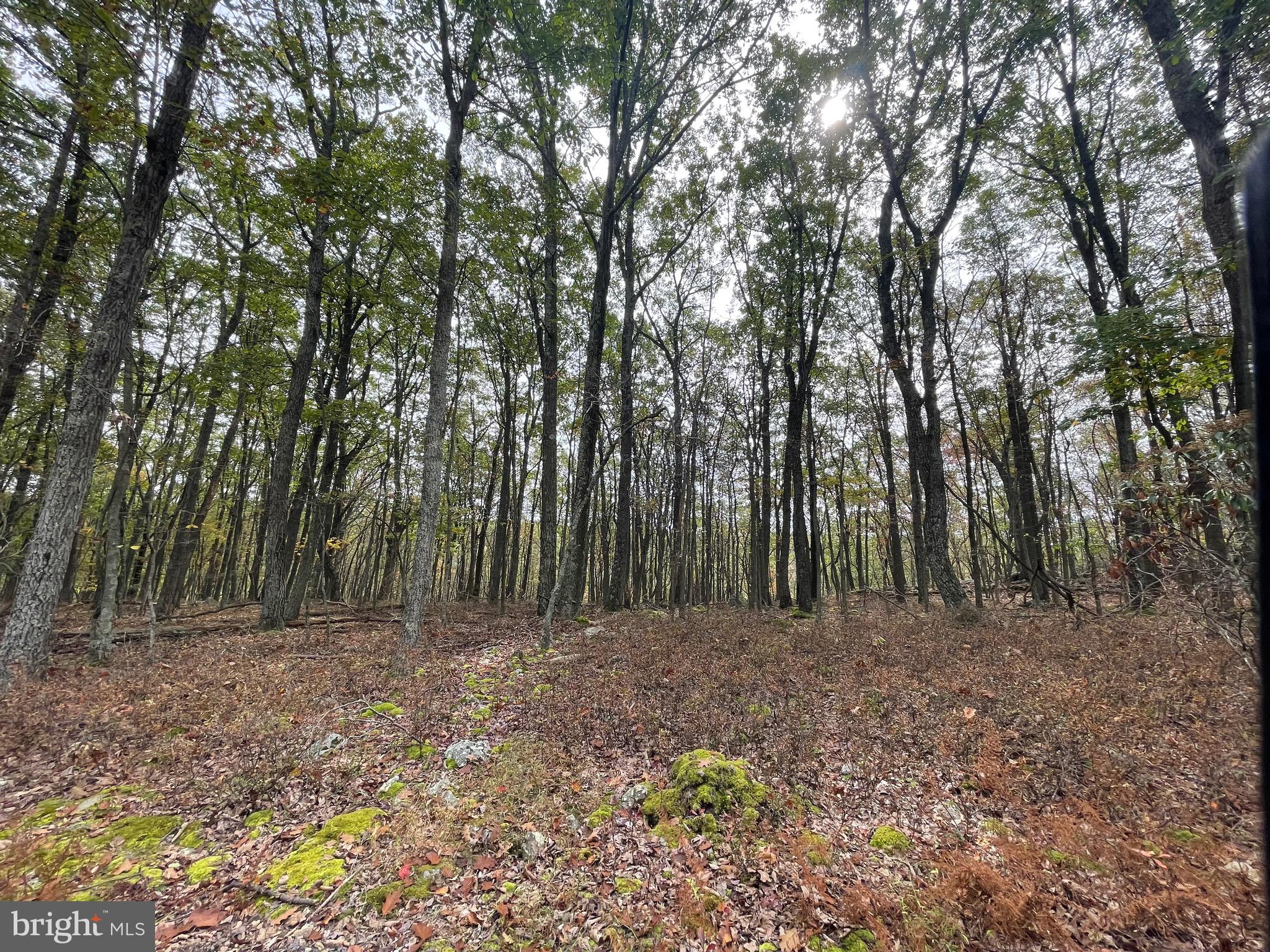 a view of backyard with green space