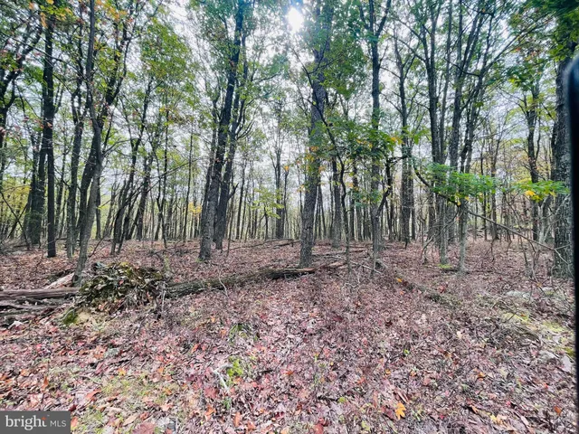 a backyard of a house with lots of trees