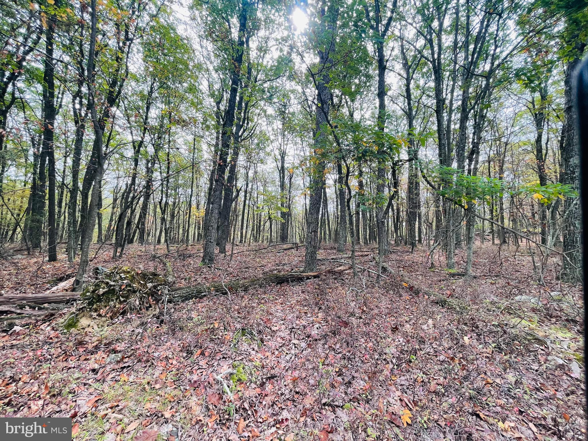 130 Spring Mountain Drive Zion Grove, PA 17985 - Photo 2 of 26 a backyard of a house with lots of trees