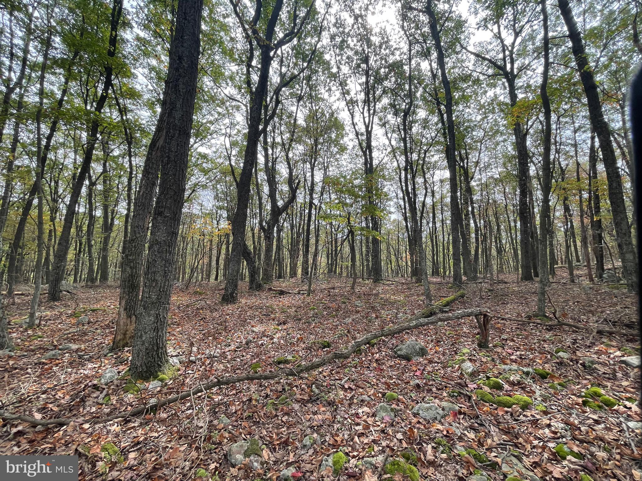 130 Spring Mountain Drive Zion Grove, PA 17985 - Photo 3 of 26 a view of a forest filled with trees