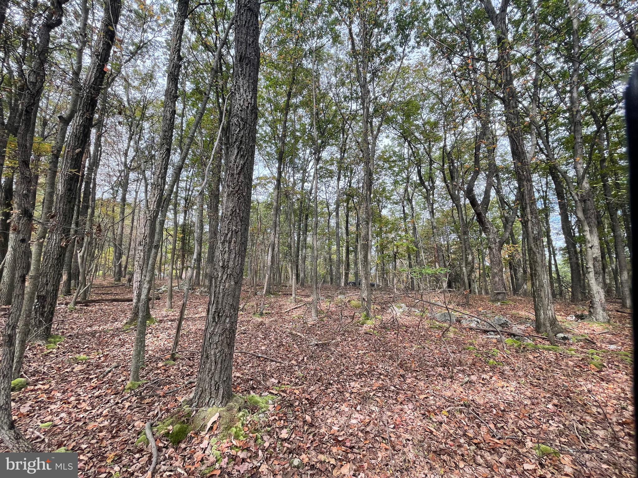 130 Spring Mountain Drive Zion Grove, PA 17985 - Photo 4 of 26 a view of outdoor space with lots of trees