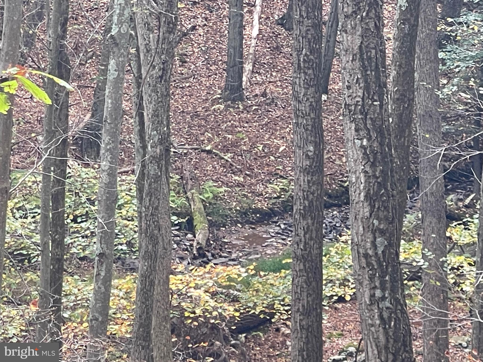 130 Spring Mountain Drive Zion Grove, PA 17985 - Photo 5 of 26 a picture of trees