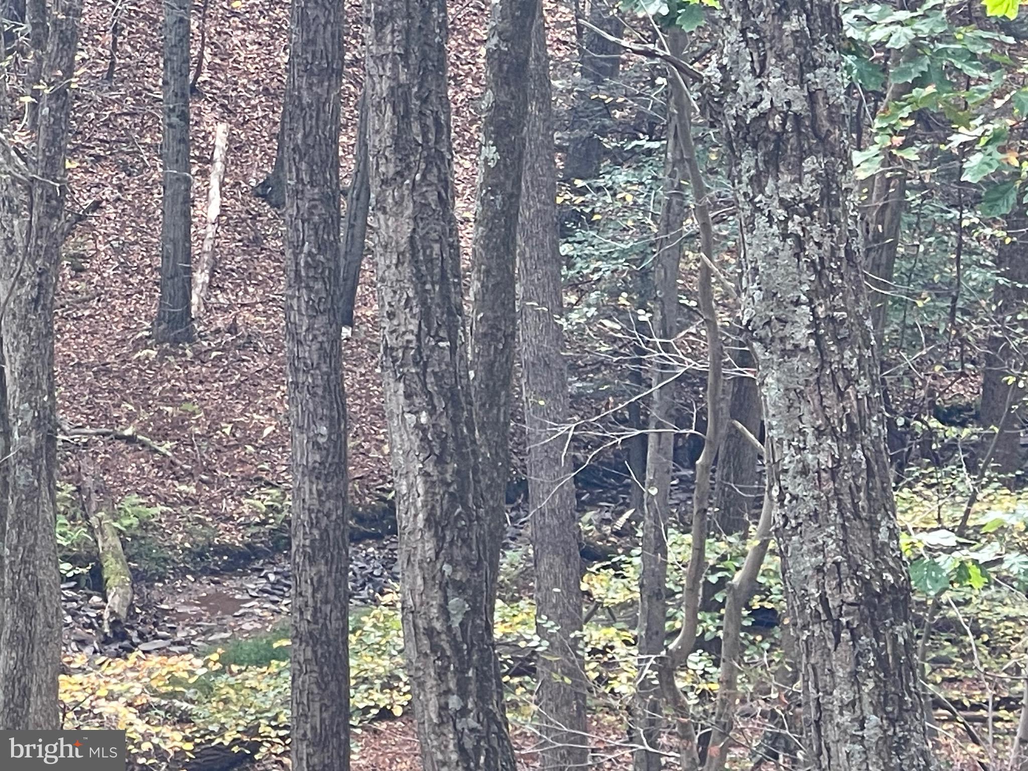 130 Spring Mountain Drive Zion Grove, PA 17985 - Photo 6 of 26 a view of forest