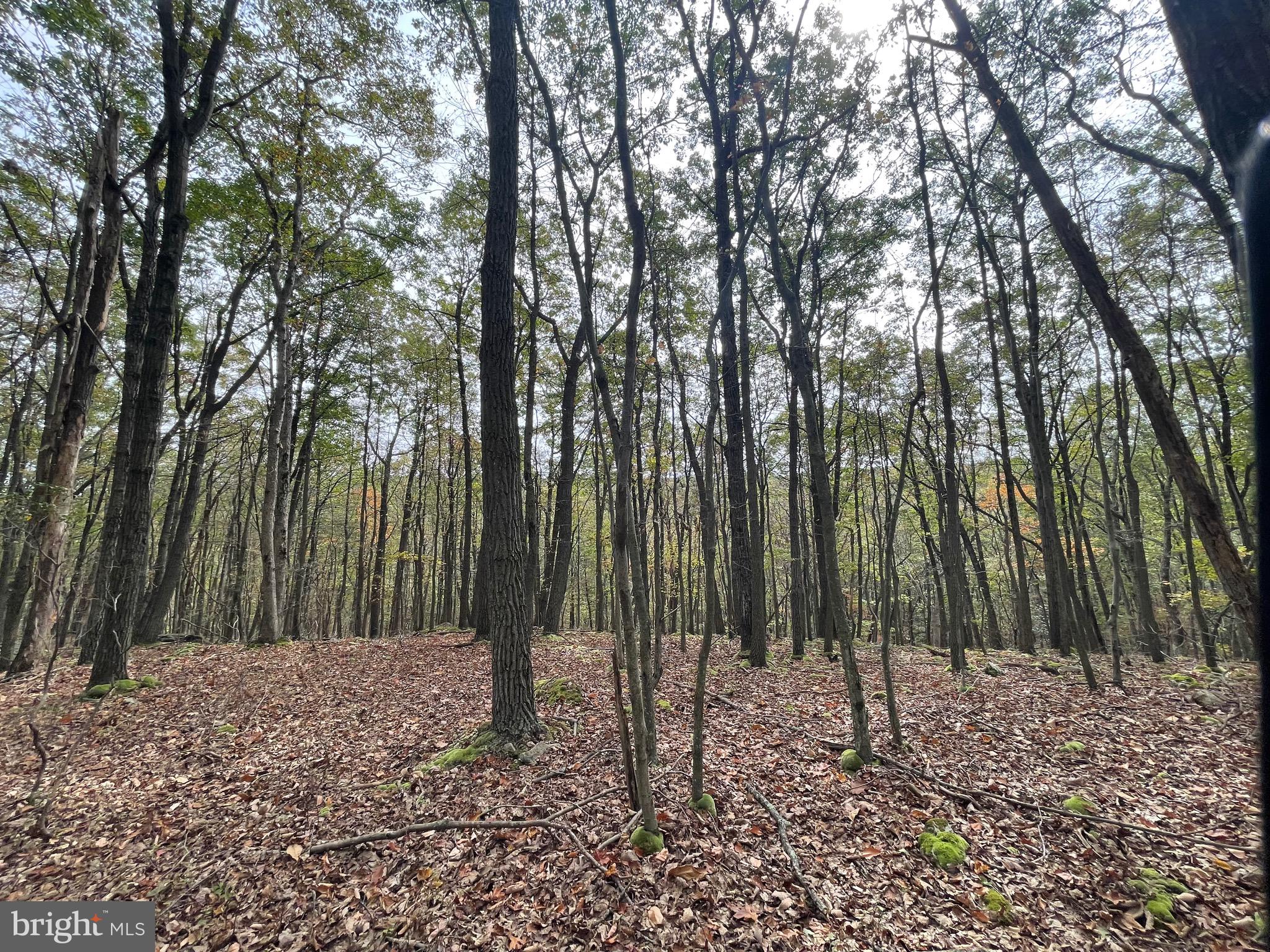 130 Spring Mountain Drive Zion Grove, PA 17985 - Photo 7 of 26 a backyard of a house with lots of green space