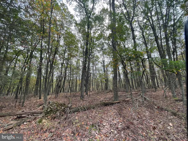 a view of a forest with trees in the background