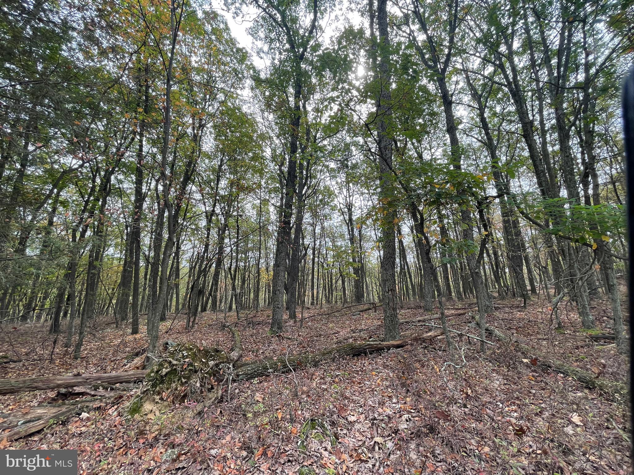 130 Spring Mountain Drive Zion Grove, PA 17985 - Photo 8 of 26 a view of a forest with trees in the background