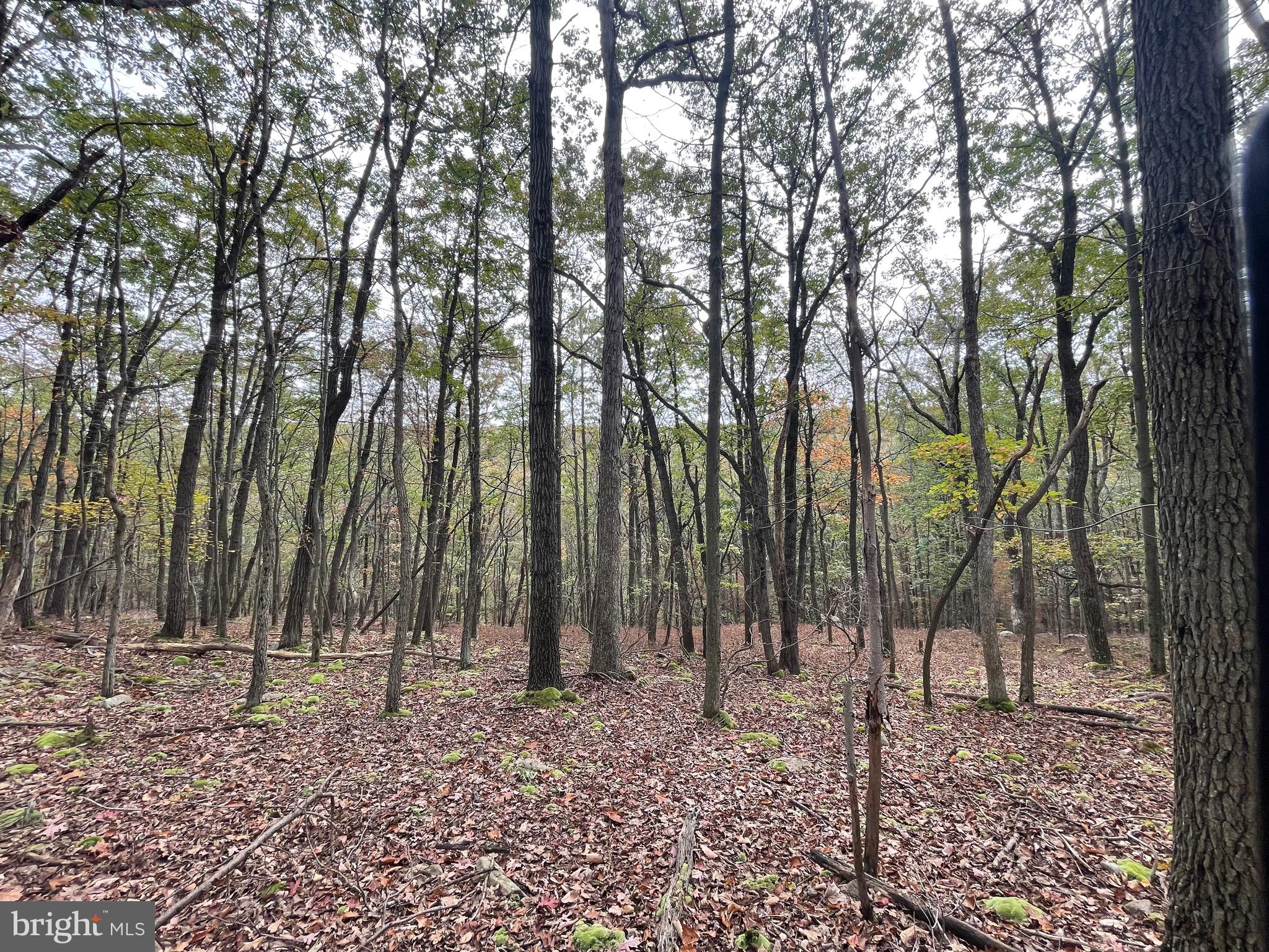 130 Spring Mountain Drive Zion Grove, PA 17985 - Photo 9 of 26 a backyard of a house with lots of green space