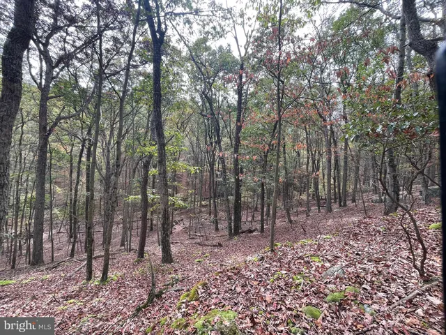 a view of outdoor space with lots of trees