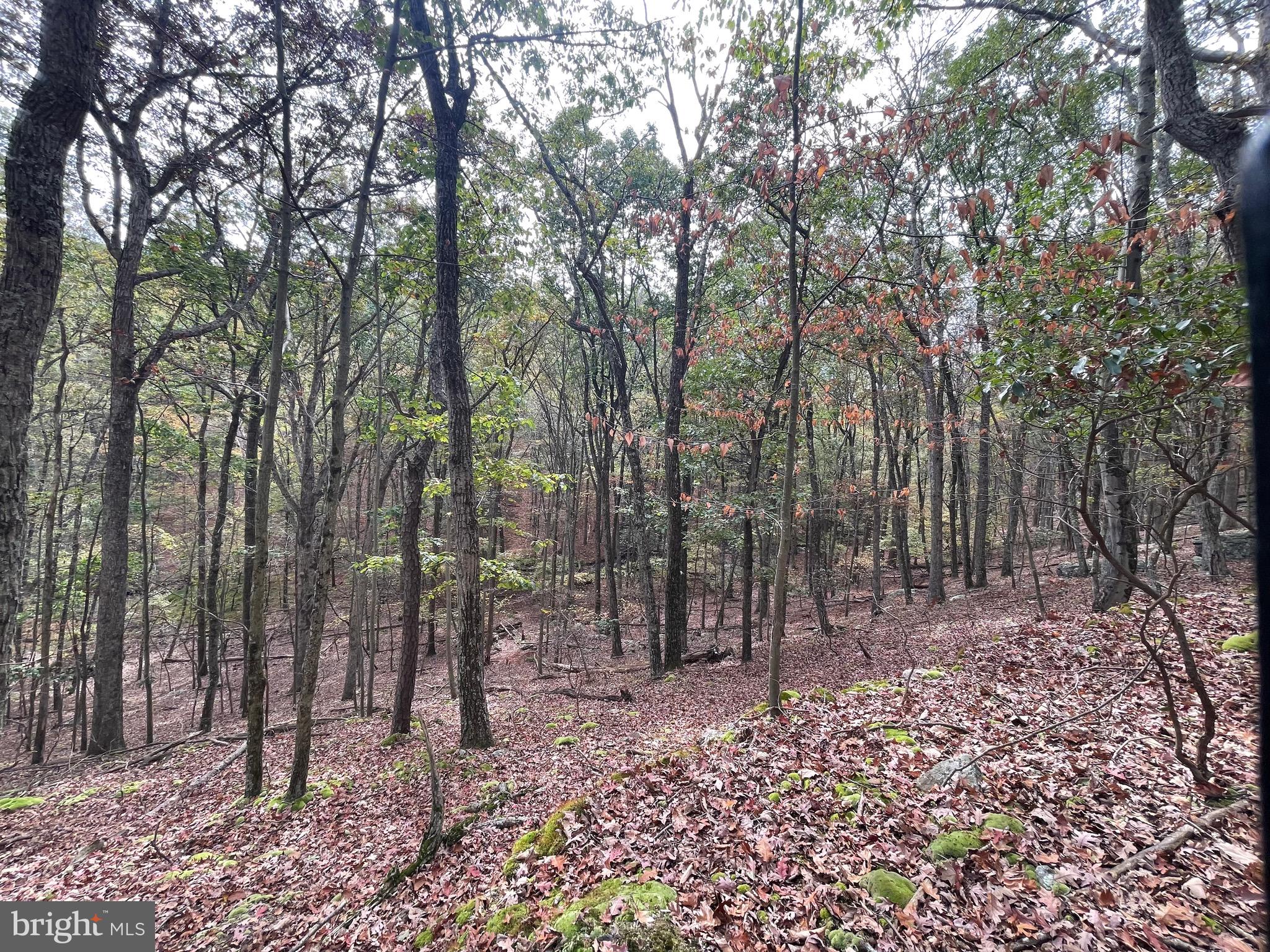 130 Spring Mountain Drive Zion Grove, PA 17985 - Photo 10 of 26 a view of outdoor space with lots of trees
