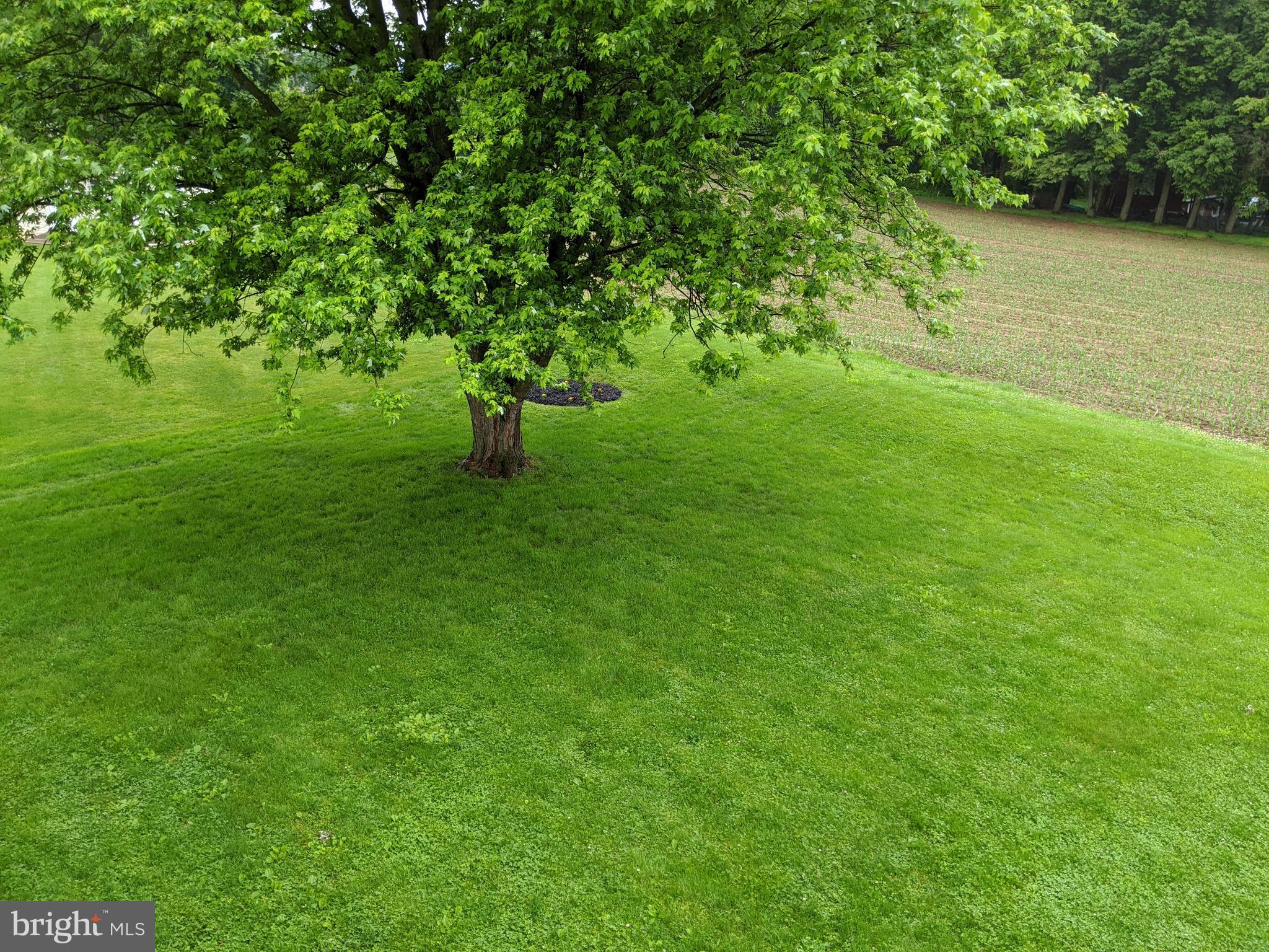 115 Buchland Road Ephrata, PA 17522 - Photo 21 of 32 Luscious green grass