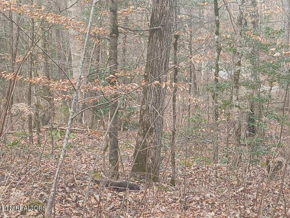 Waters End Road Walland, TN 37886 - Photo 14 of 18 Resized952026030695105303