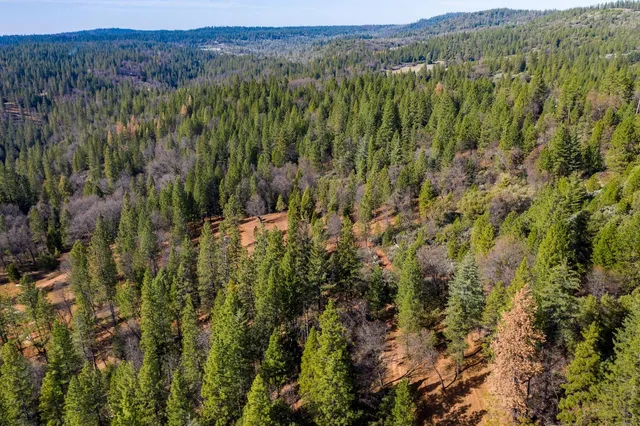 a view of a forest with trees in the background