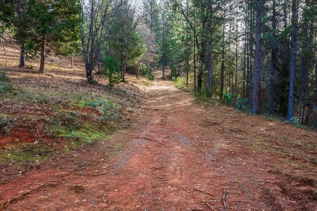 a view of a forest filled with trees