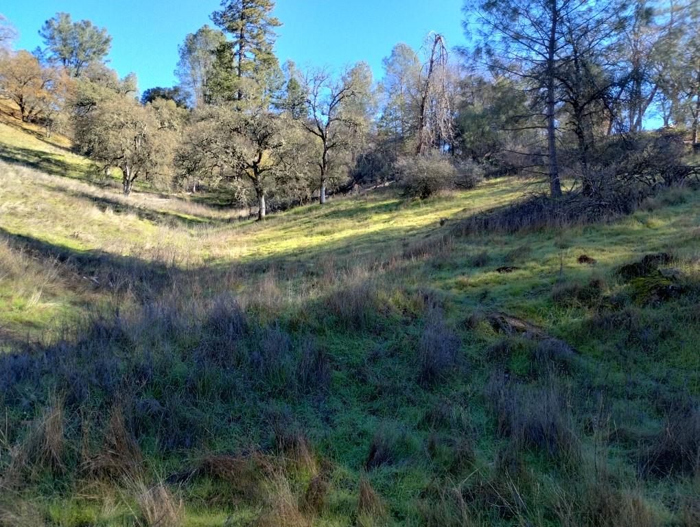 12288 Kenneth Court Grass Valley, CA 95949 - Photo 12 of 13 a view of outdoor space and trees