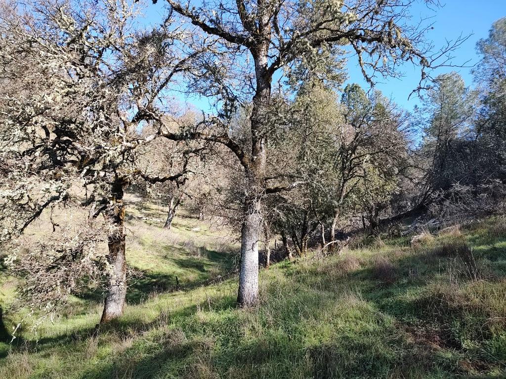 12288 Kenneth Court Grass Valley, CA 95949 - Photo 7 of 13 a view of a forest
