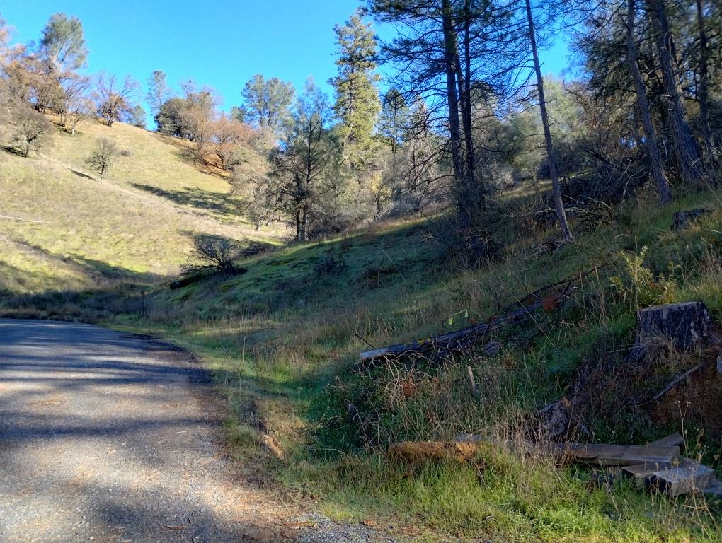 12288 Kenneth Court Grass Valley, CA 95949 - Photo 9 of 13 a view of a yard with a tree