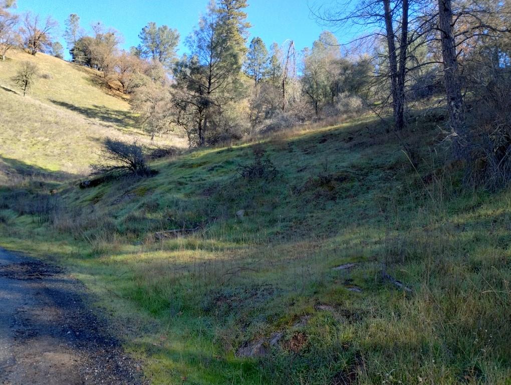 12288 Kenneth Court Grass Valley, CA 95949 - Photo 10 of 13 a view of a lush green forest with lots of trees