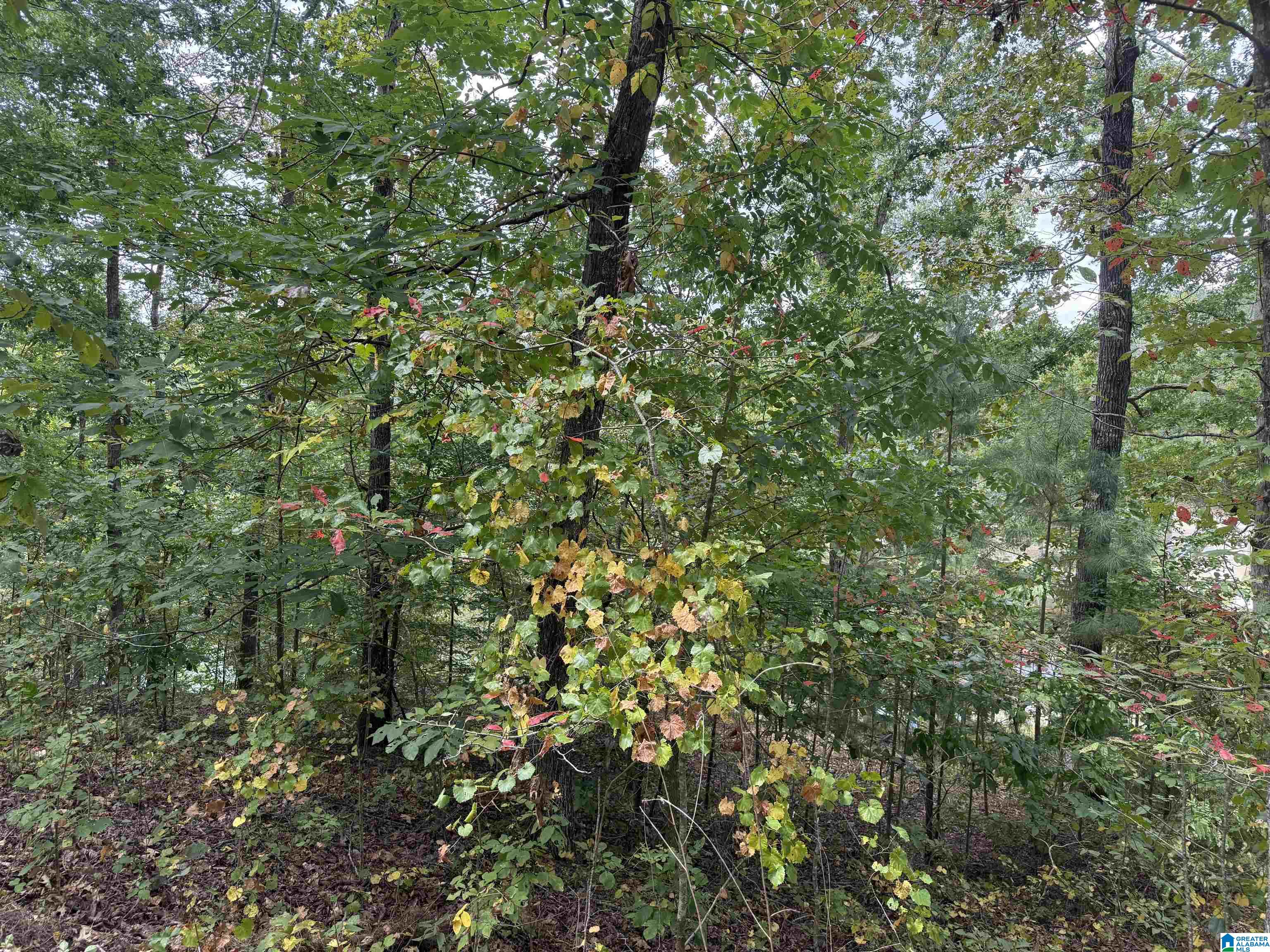 0 Lakeside Circle, Unit 31 Delta, AL 36258 - Photo 4 of 16