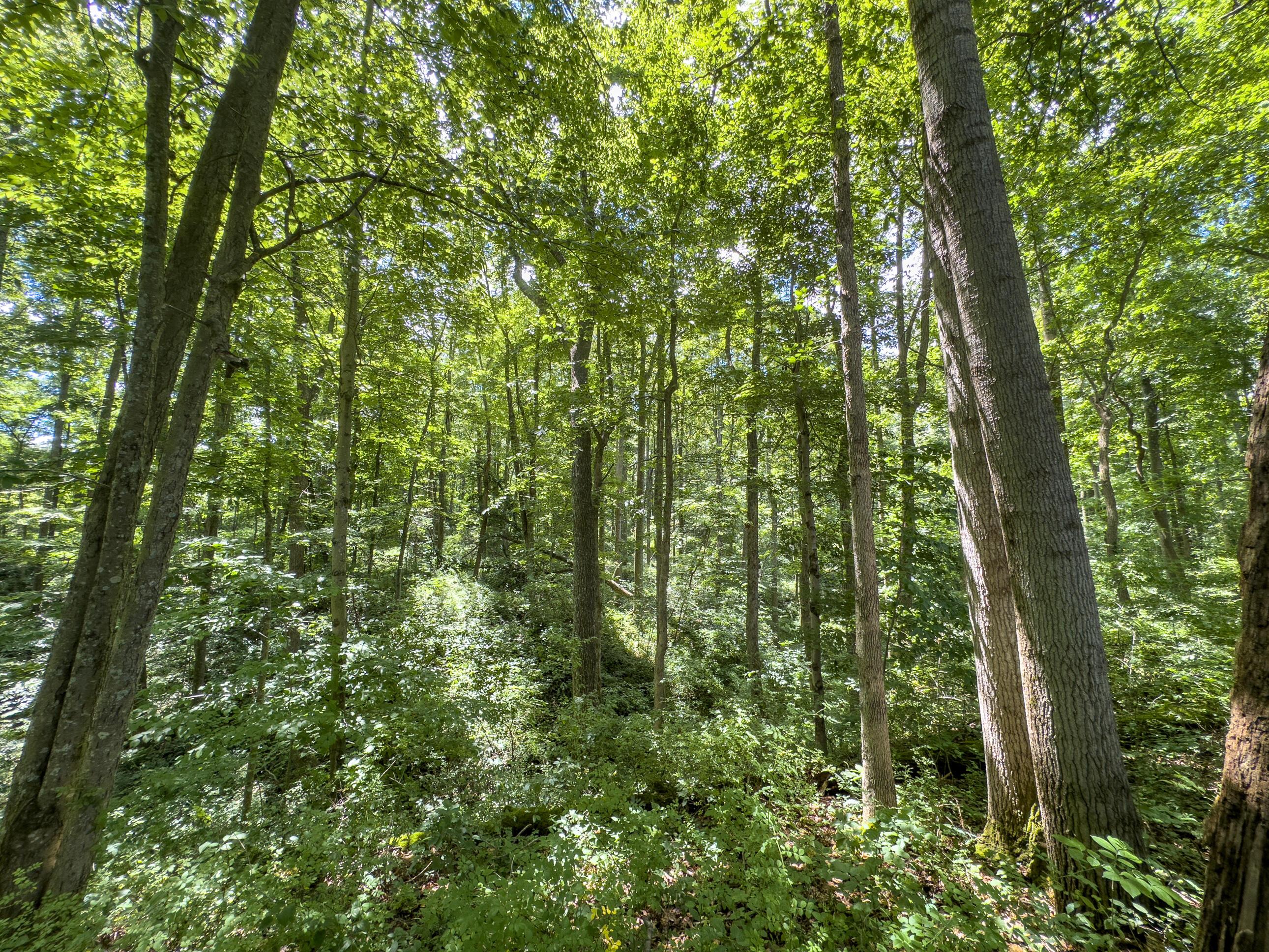 0 Kalklosch Road Logan, OH 43138 - Photo 20 of 20 Kalklosch Rd; 81 ac-3-11