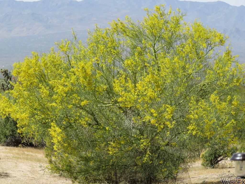 758 Roy Rogers Road Yucca, AZ 86438 - Photo 6 of 10