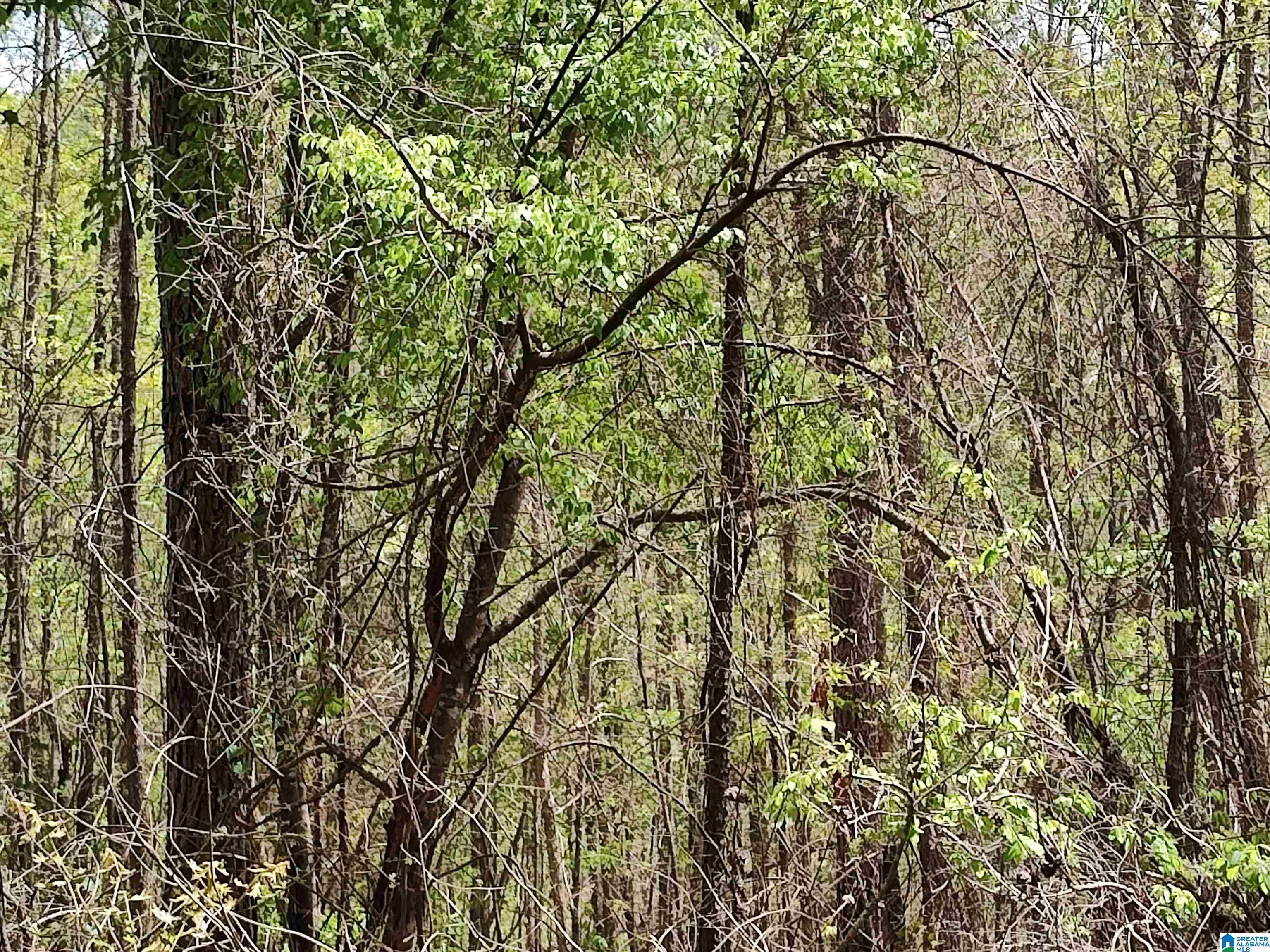 0 Little Tom Road Rockford, AL 35136 - Photo 7 of 8