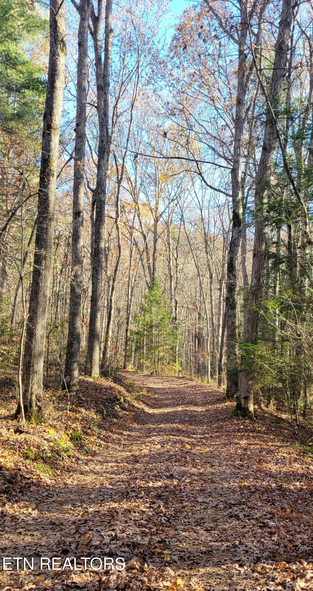 Kidd Mill Road Oneida, TN 37841 - Photo 17 of 24 Kidd Mill Rd view 3