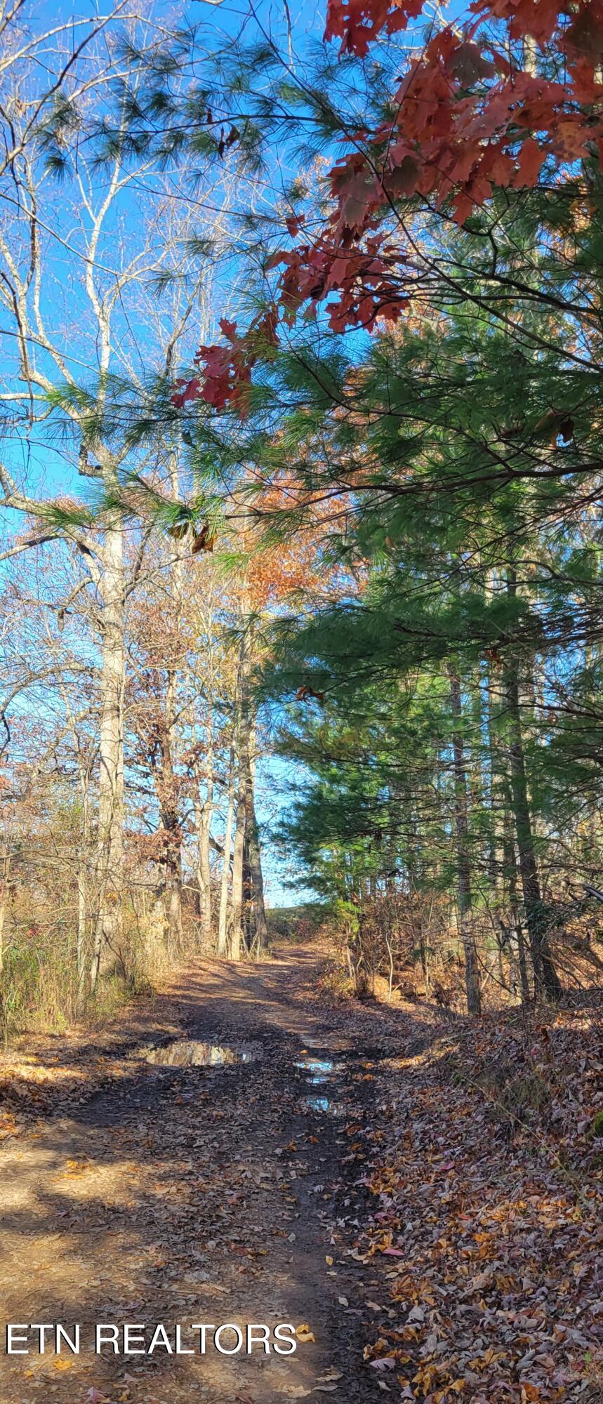 Kidd Mill Road Oneida, TN 37841 - Photo 19 of 24 Kidd Mill Rd view 5