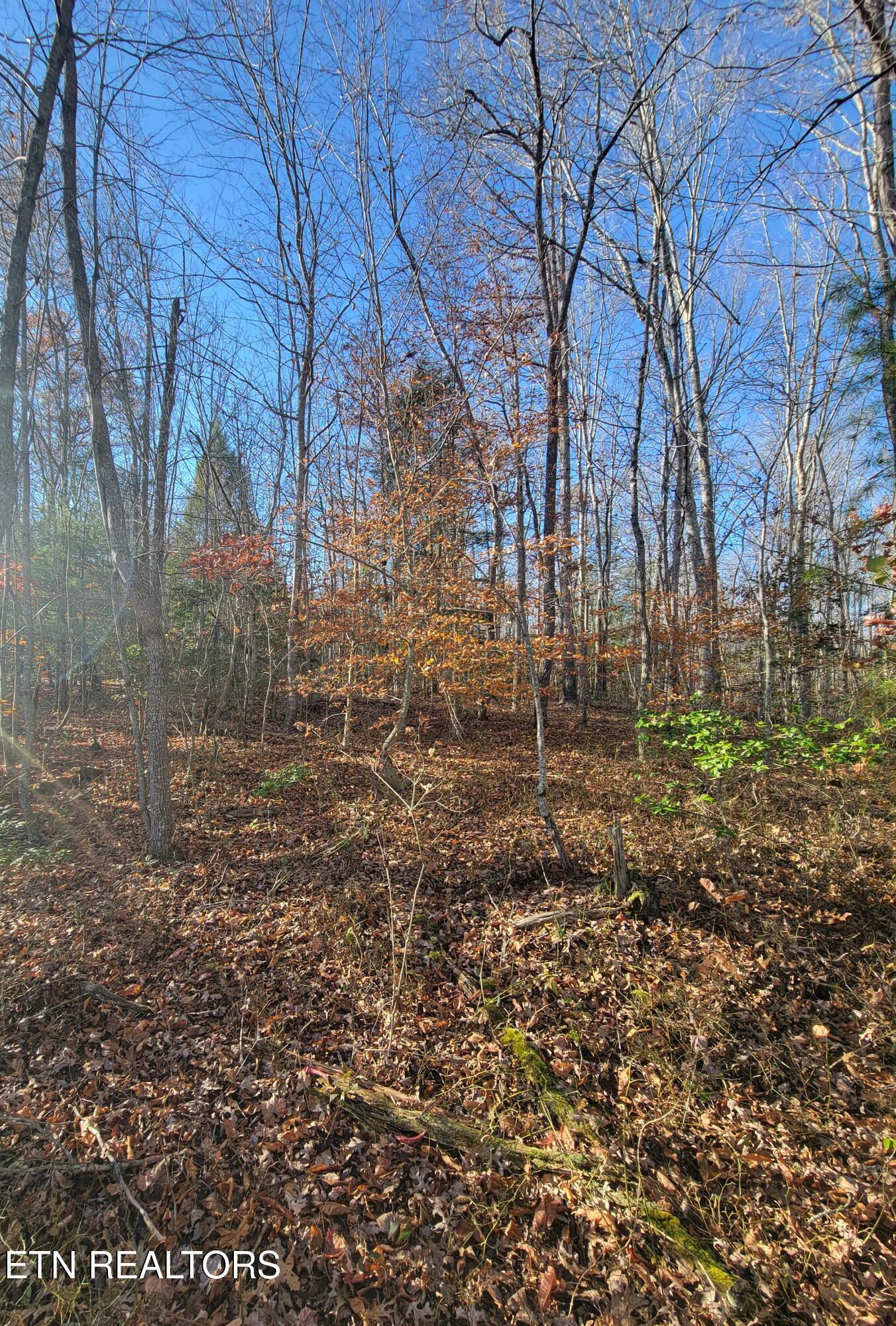 Kidd Mill Road Oneida, TN 37841 - Photo 5 of 24 Property 5