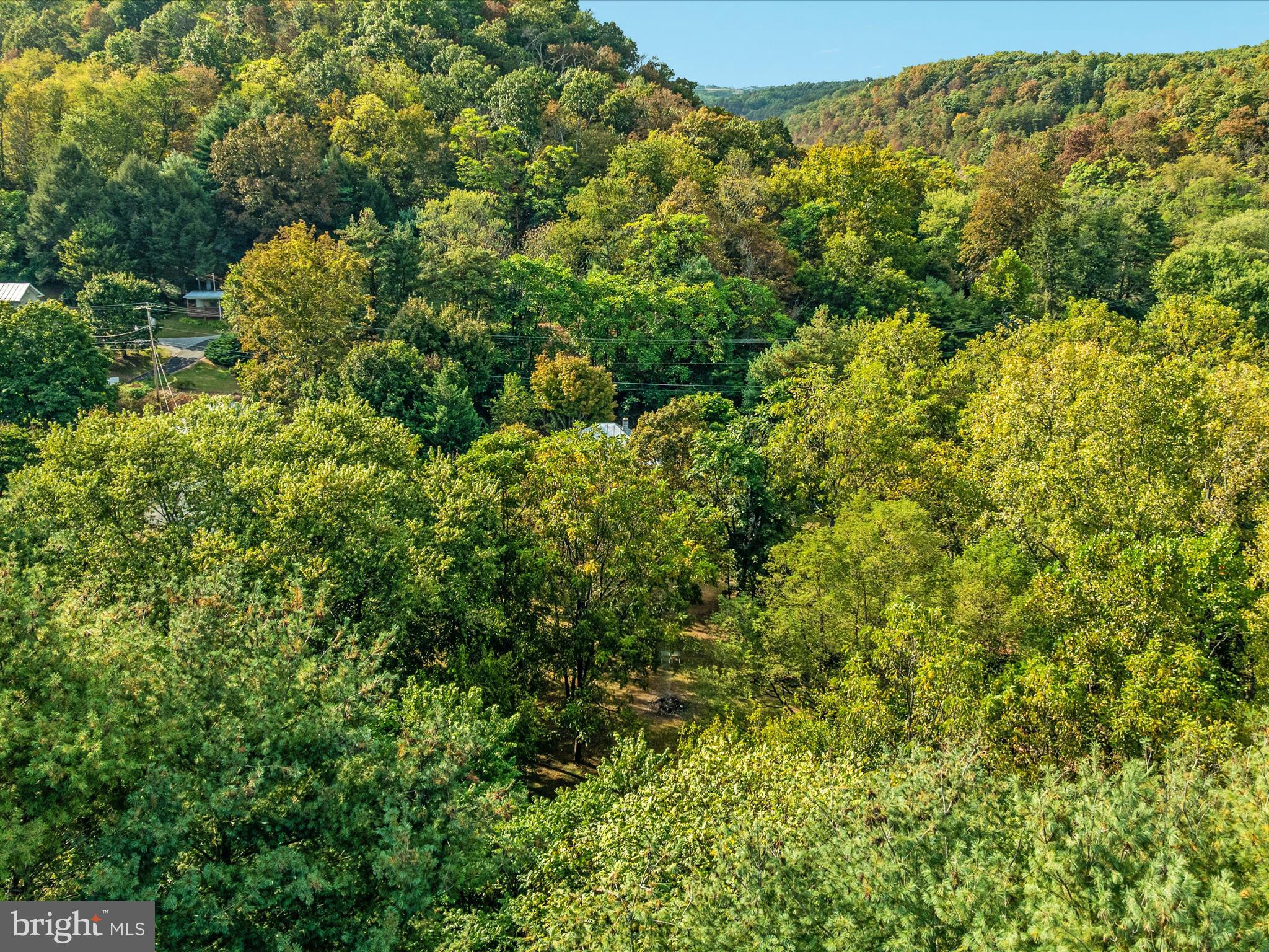 141 Back Creek Road Gore, VA 22637 - Photo 50 of 53 a view of a large yard with plants and large trees
