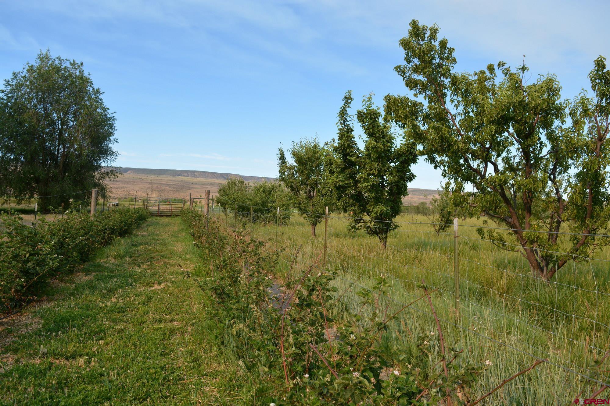 31984 Lazear Road Hotchkiss, CO 81419 - Photo 44 of 45