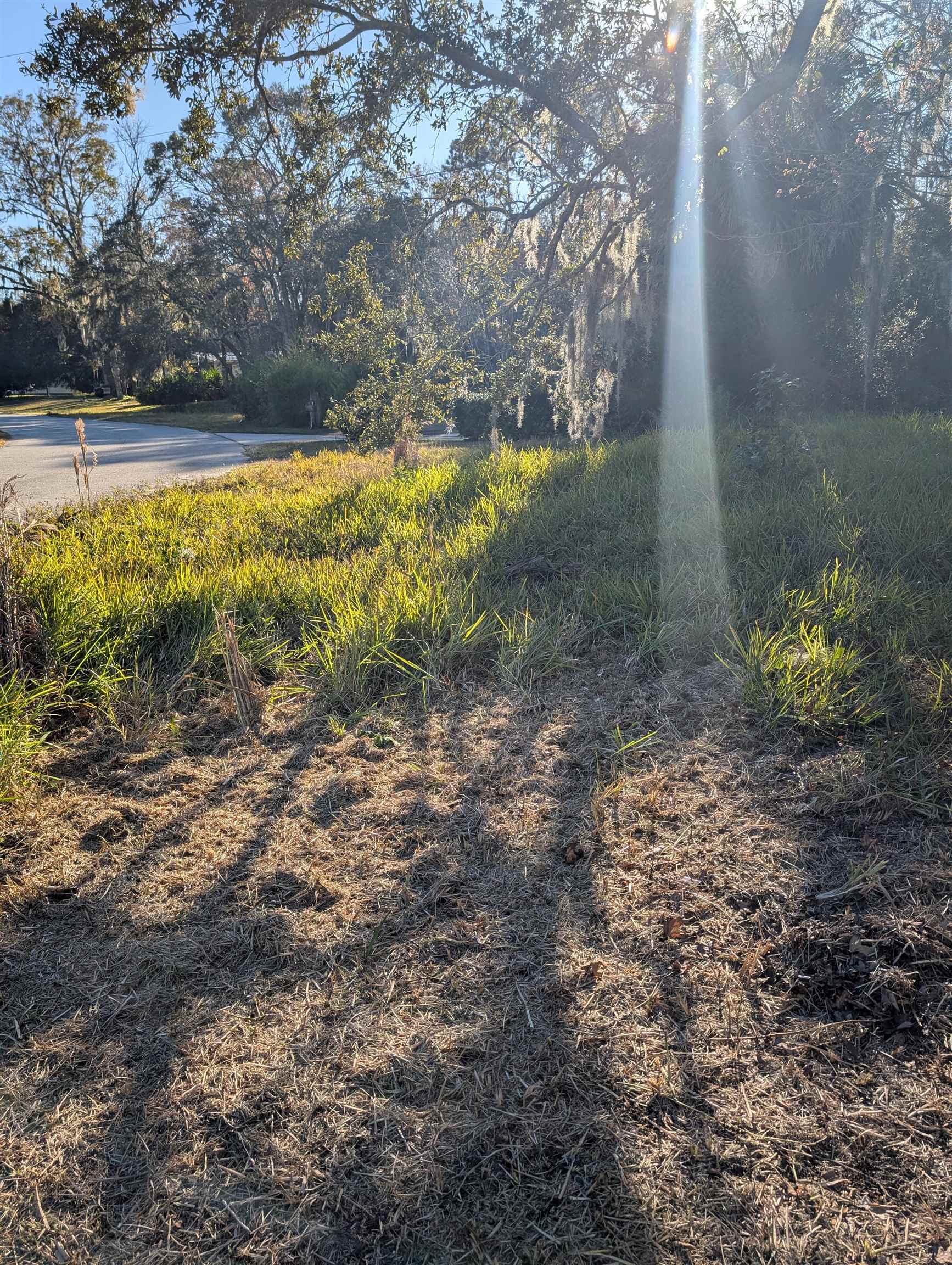2209 Twin Fox Trail St. Augustine, FL 32086 - Photo 4 of 8 a view of a yard with a tree