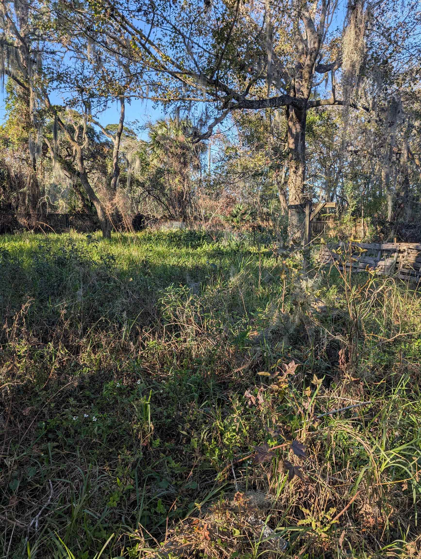 2209 Twin Fox Trail St. Augustine, FL 32086 - Photo 7 of 8 a view of a yard with large trees