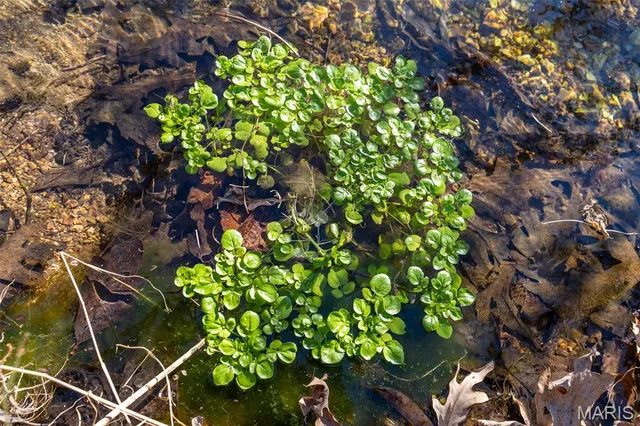 $642,000 | 32 Hwy Yy Cook Station, Cook Sta, MO 65449