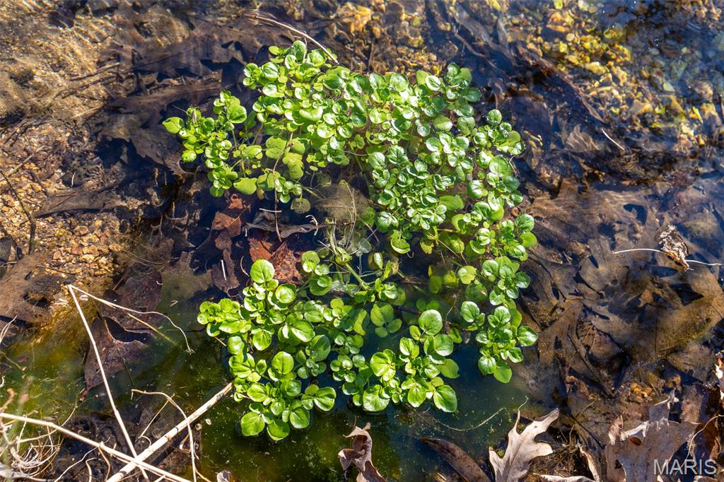 32 Hwy Yy Cook Station Cook Sta, MO 65449 - Photo 51 of 58