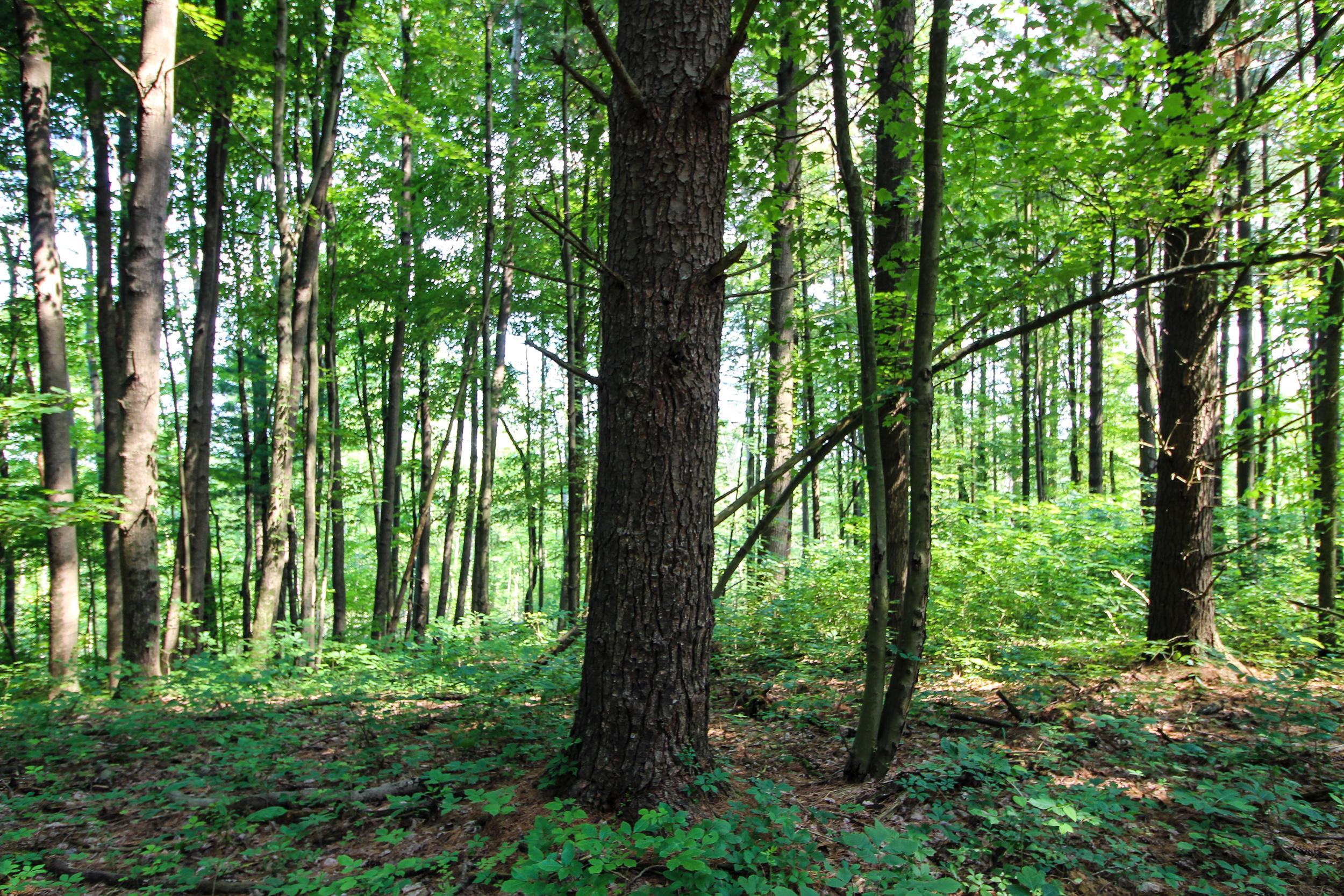 0 Van Horn Road Bremen, OH 43107 - Photo 15 of 24