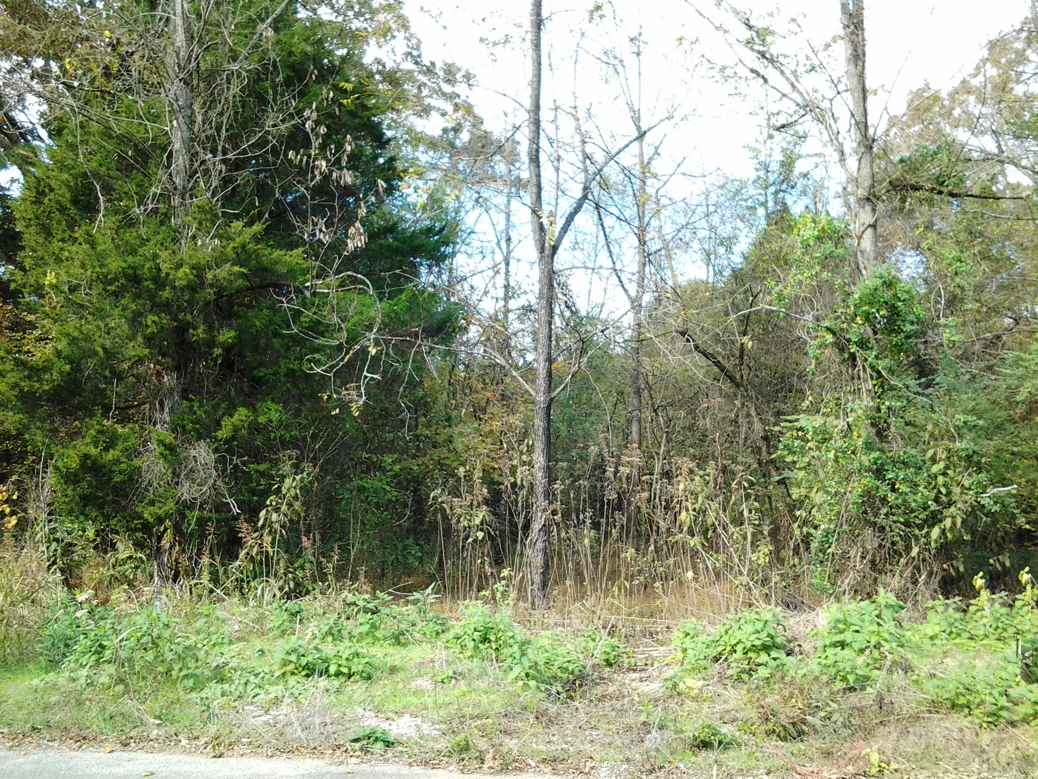 Fox Creek Road Friendsville, TN 37737 - Photo 4 of 8 direct