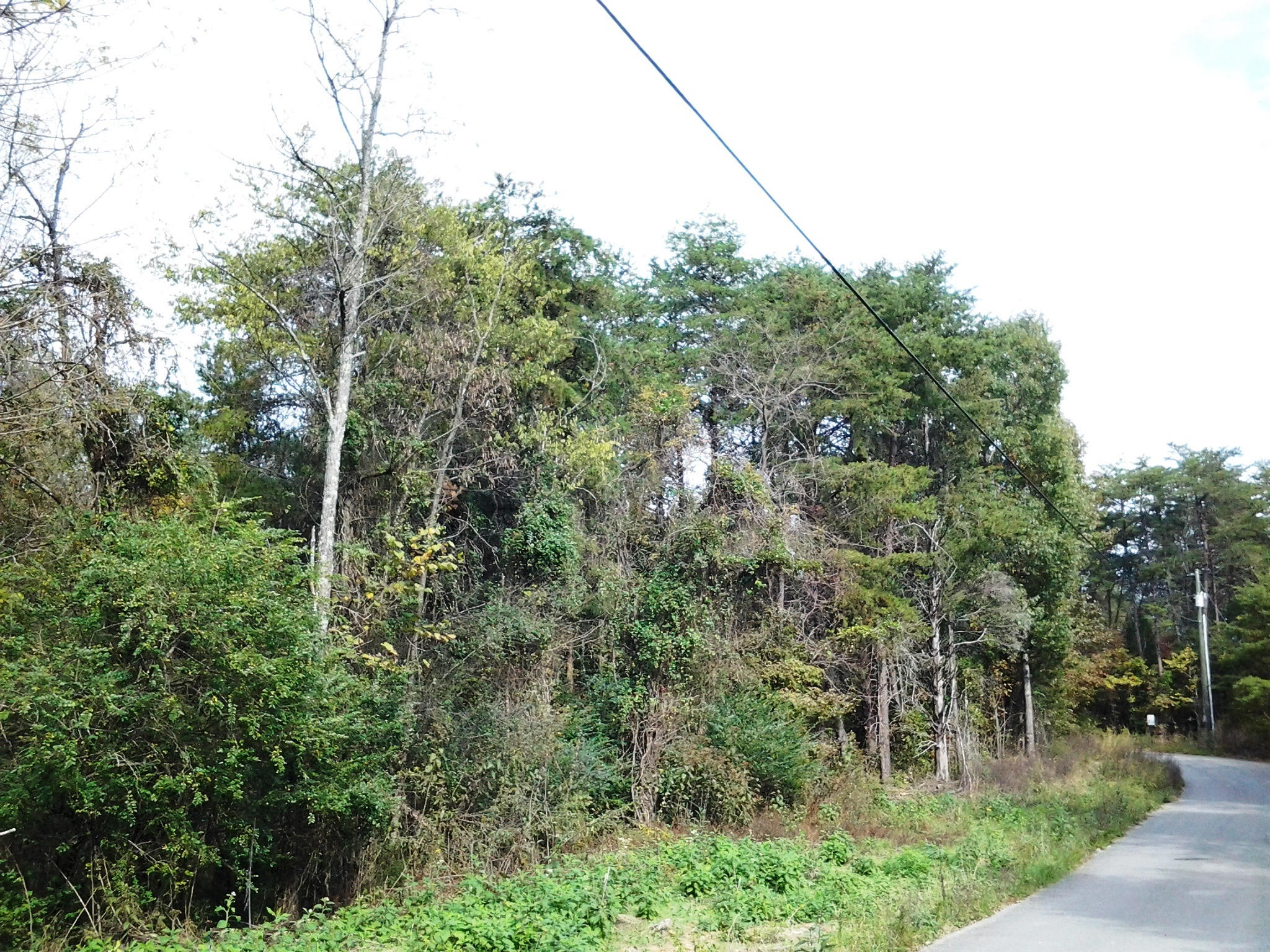 Fox Creek Road Friendsville, TN 37737 - Photo 8 of 8 rt view street