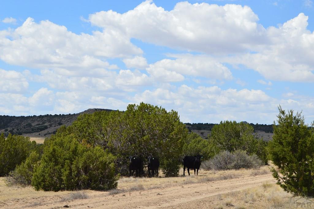 Tbd Claymine Road Rye, CO 81069 - Photo 12 of 56
