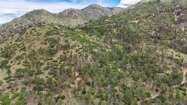 a view of a forest with a mountain view