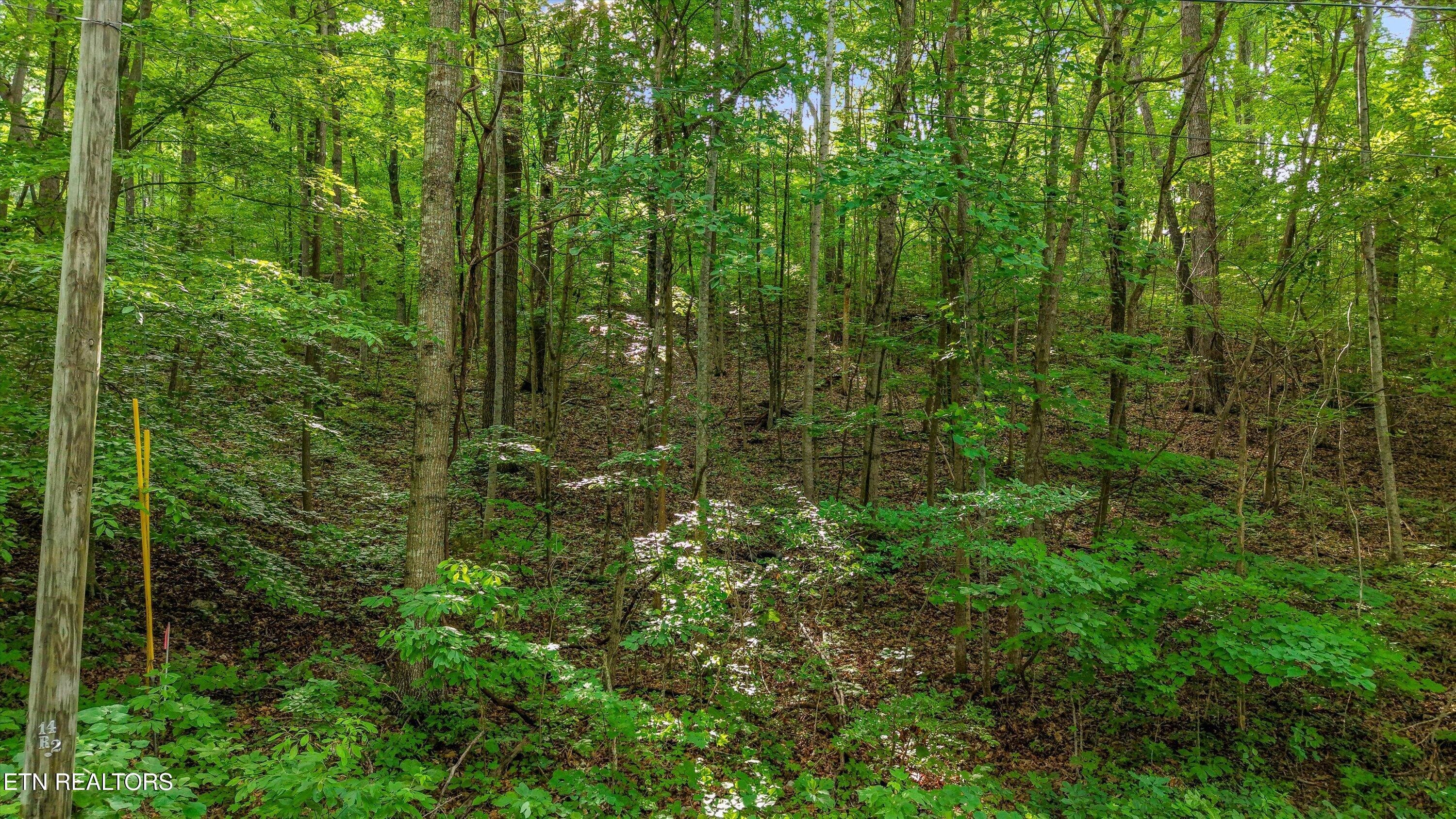 Lot 2 Graves Hollow Road Maynardville, TN 37807 - Photo 3 of 8 2-Graves Hollow Rd02