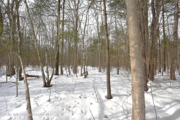 a view of tall trees