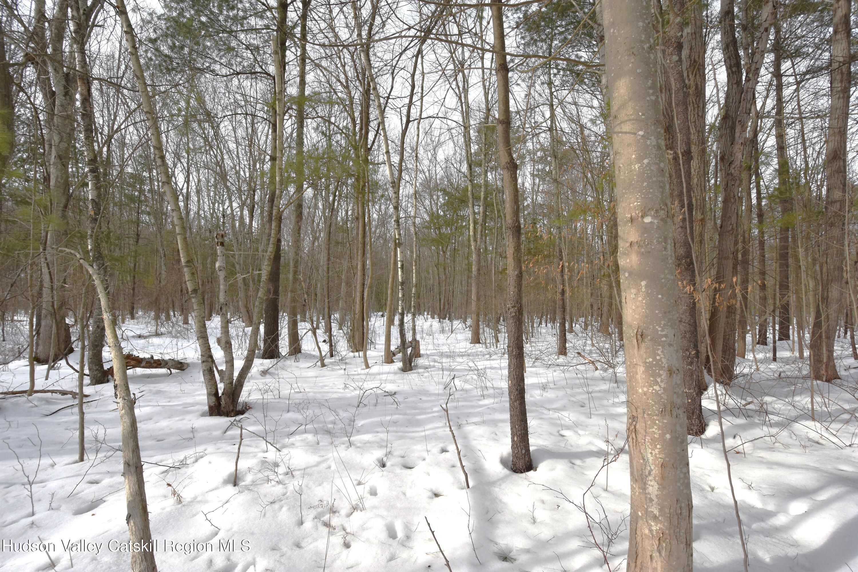 Tbd Silver Spur Road West Cairo, NY 12413 - Photo 4 of 11 a view of tall trees