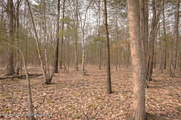 a backyard of a house with lots of tall trees