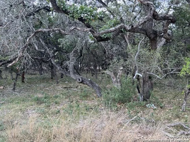 a view of a forest with lots of trees