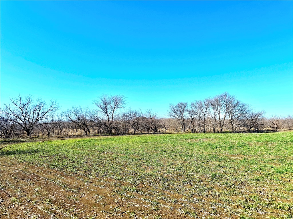 46.5-ac Alexander Road Moody, TX 76557 - Photo 14 of 22 a view of a big yard with plants and large trees