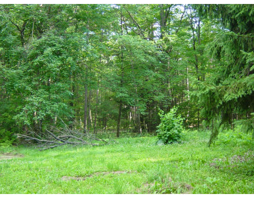 24 Saari Camp Road Ashburnham, MA 01430 - Photo 6 of 7 a view of a lush green forest