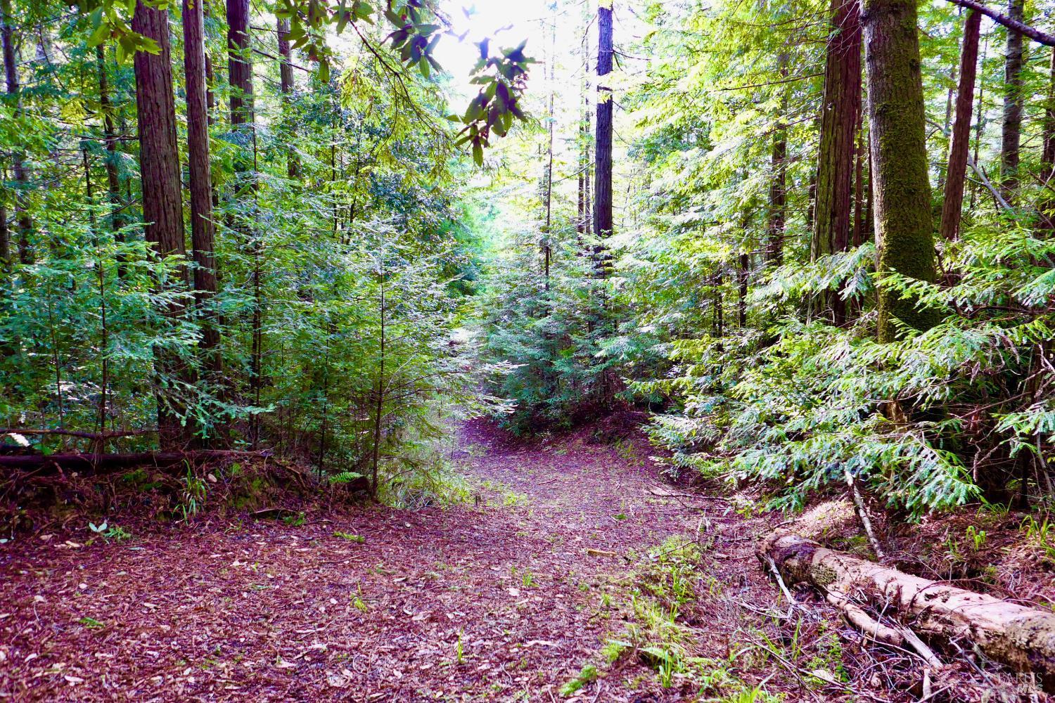 40401 Little River-Airport Road Little River, CA 95456 - Photo 42 of 47 a view of a garden with plants