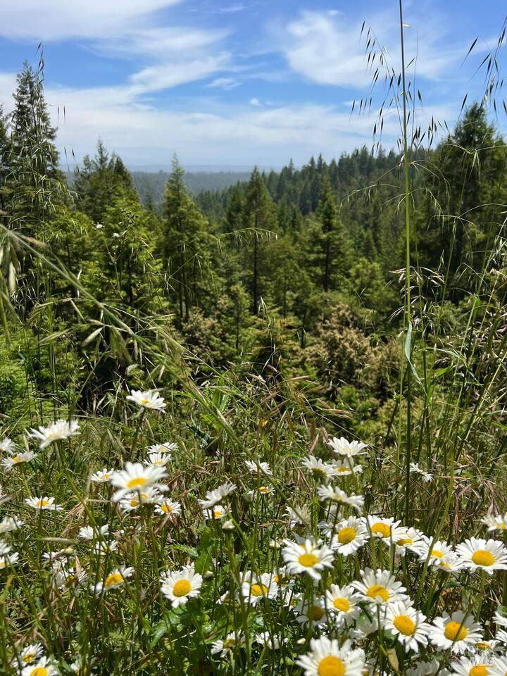 40401 Little River-Airport Road Little River, CA 95456 - Photo 45 of 47 a view of a field with a tree